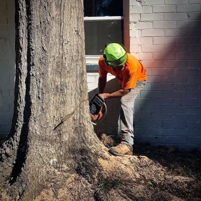 Appalachian Treework