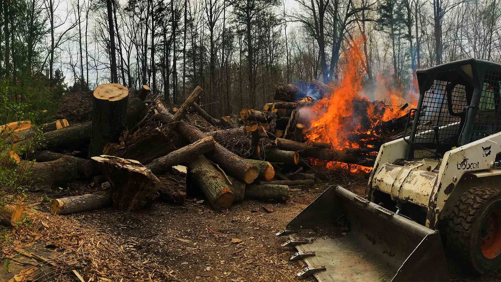 Appalachian Treework