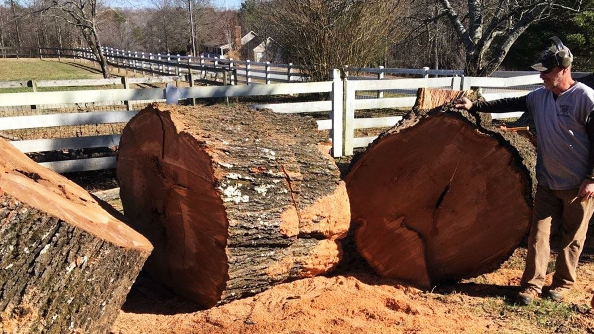 Appalachian Treework